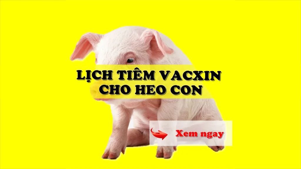 Lịch tiêm vacxin cho heo con