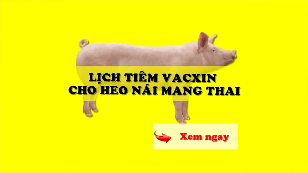 Lịch tiêm vacxin cho heo nái mang thai