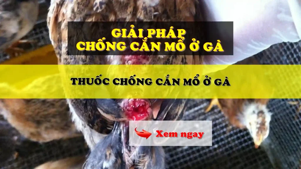 Thuốc chống cắn mổ ở gà