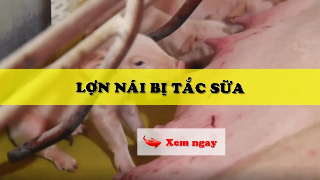 Lợn nái bị tắc sữa