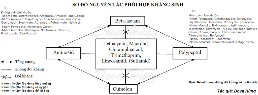 Sơ đồ phối hợp kháng sinh Dova Hùng