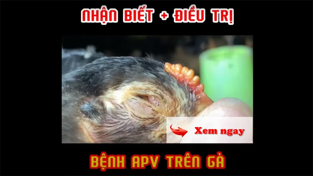 Video bệnh APV trên gà