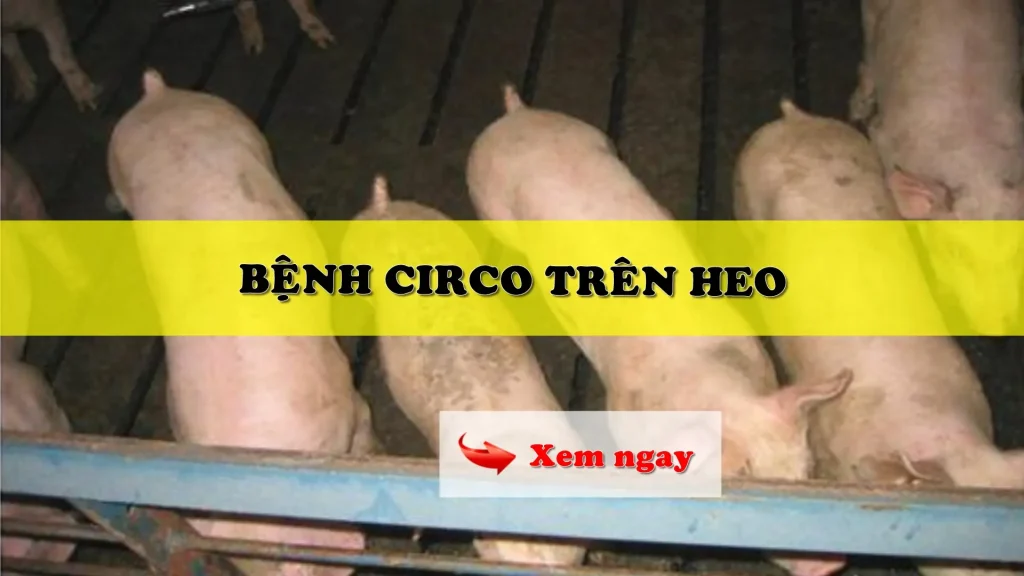 Bệnh circo trên heo