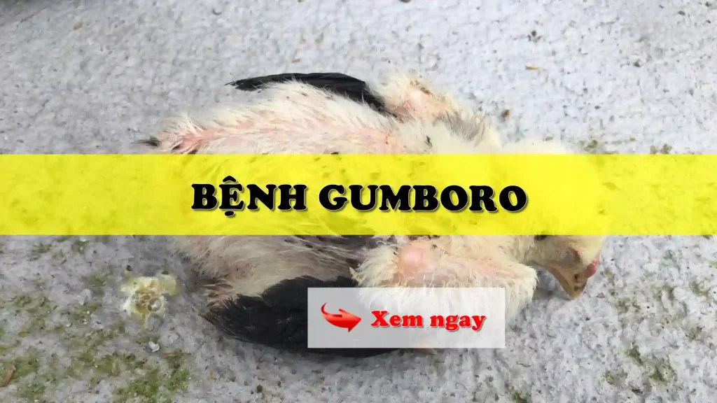 Bệnh Gumboro