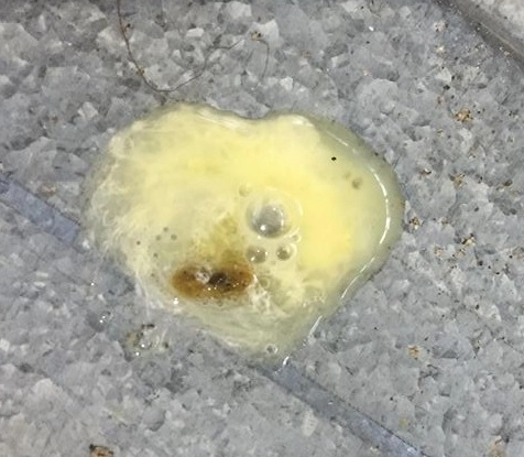 Bệnh Gumboro gà ỉa phân nhớt