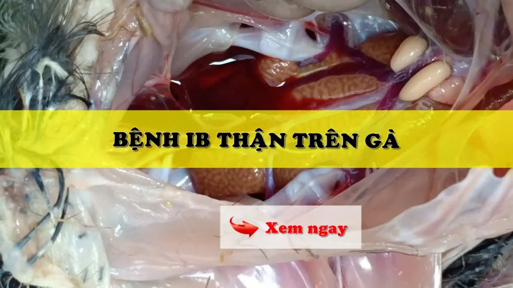 Bệnh IB thận trên gà