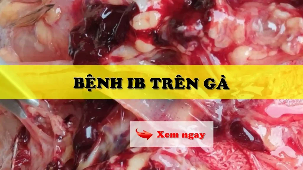Bệnh IB trên gà