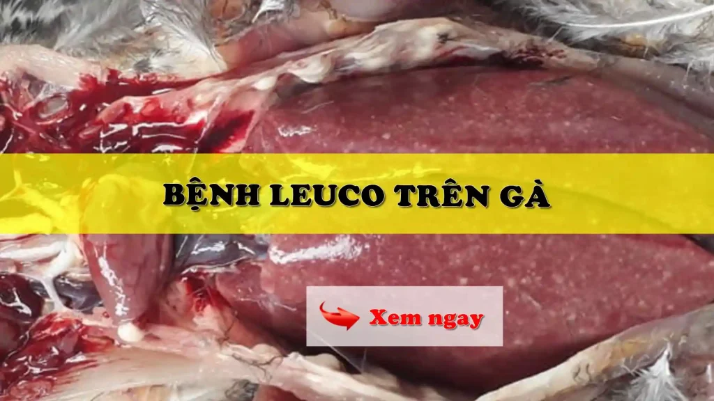 Bệnh Leuco trên gà