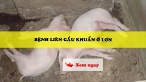 Bệnh liên cầu khuẩn ở lợn