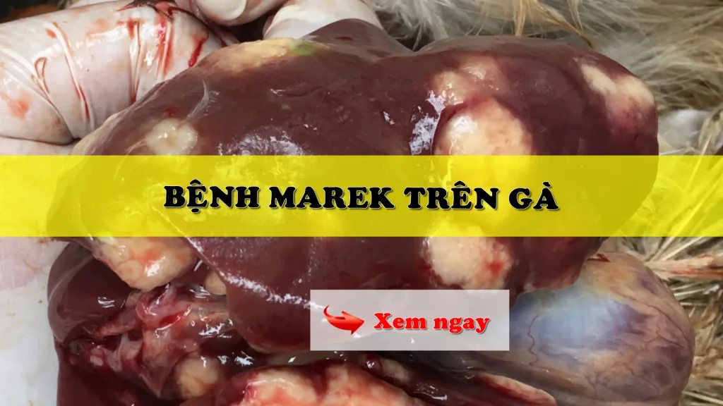 Bệnh Marek ở gà