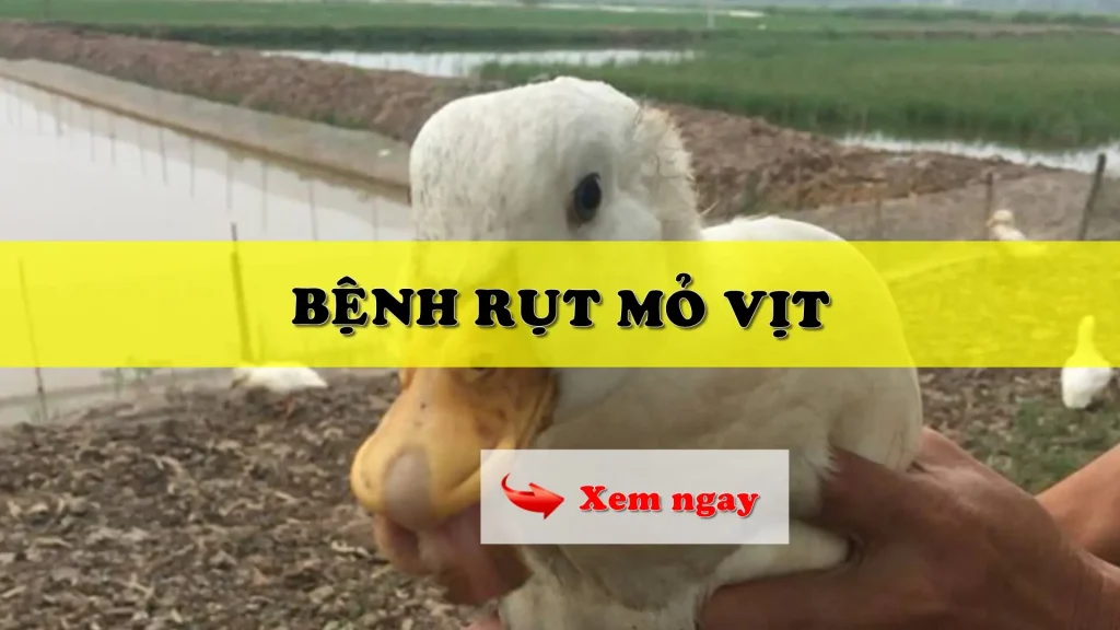 Bệnh rụt mỏ vịt