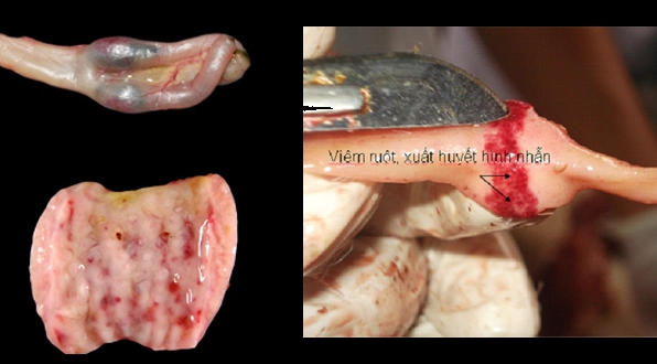 Bệnh tích dịch tả vịt