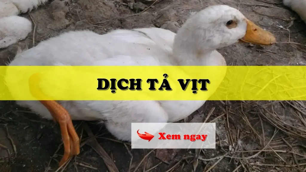 Dịch tả vịt