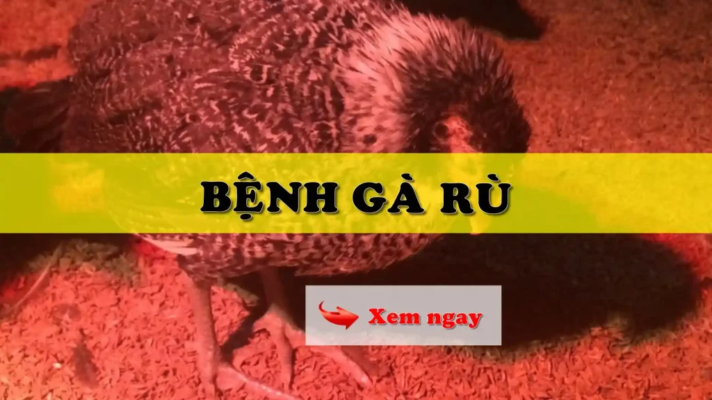 Gà rù