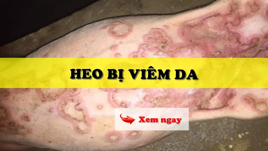 Heo bị viêm da