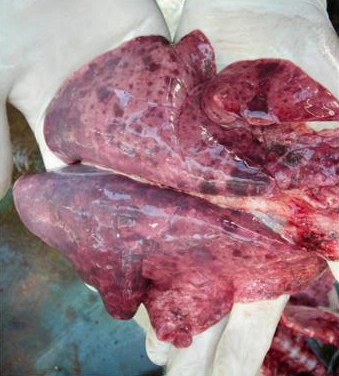bệnh liên cầu khuẩn ở lợn gây xuất huyết phổi