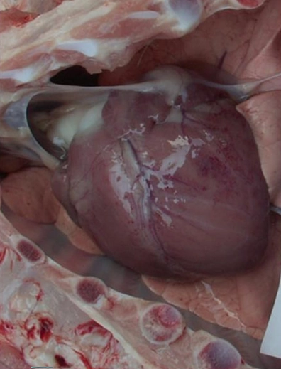 Streptococus liên cầu lợn gây xuất huyết cơ tim