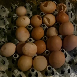 Trứng mỏng vỏ có màu trắng và tỷ lệ vỡ cao