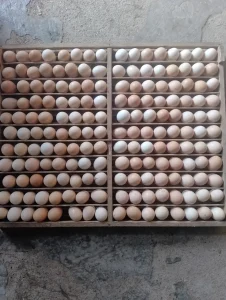 Vỏ trứng có mầu trắng không giống như mầu đặc trưng của giống