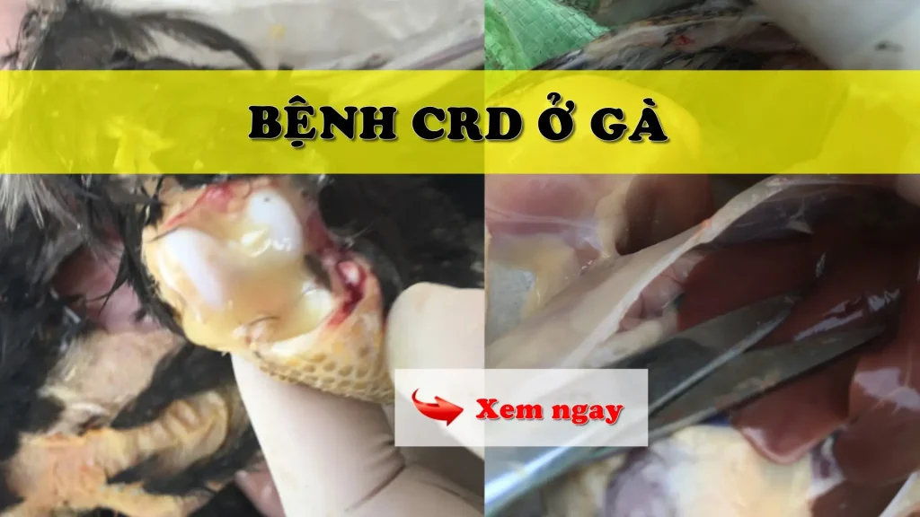 Bệnh crd ở gà
