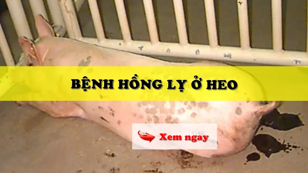 Bệnh hồng lỵ ở heo