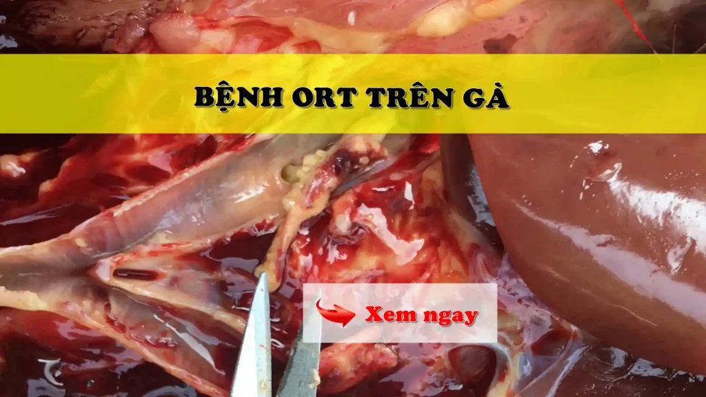 Bệnh ORT trên gà