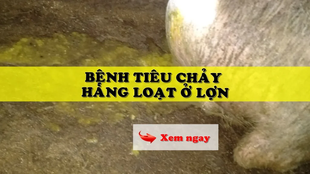 Bệnh tiêu chảy hàng loạt ở lợn