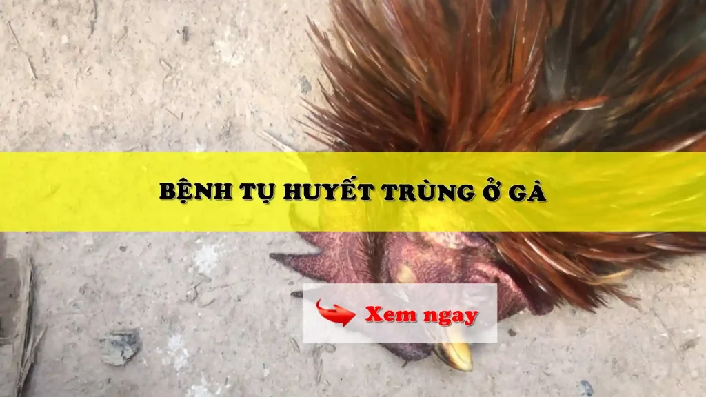 Bệnh tụ huyết trùng ở gà