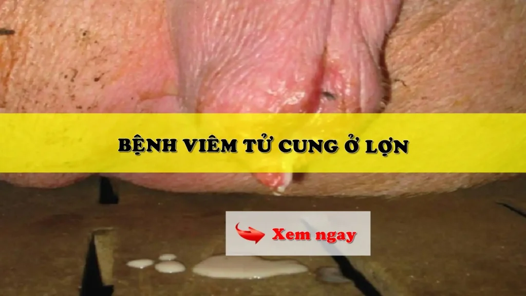 Bệnh viêm tử cung ở lợn