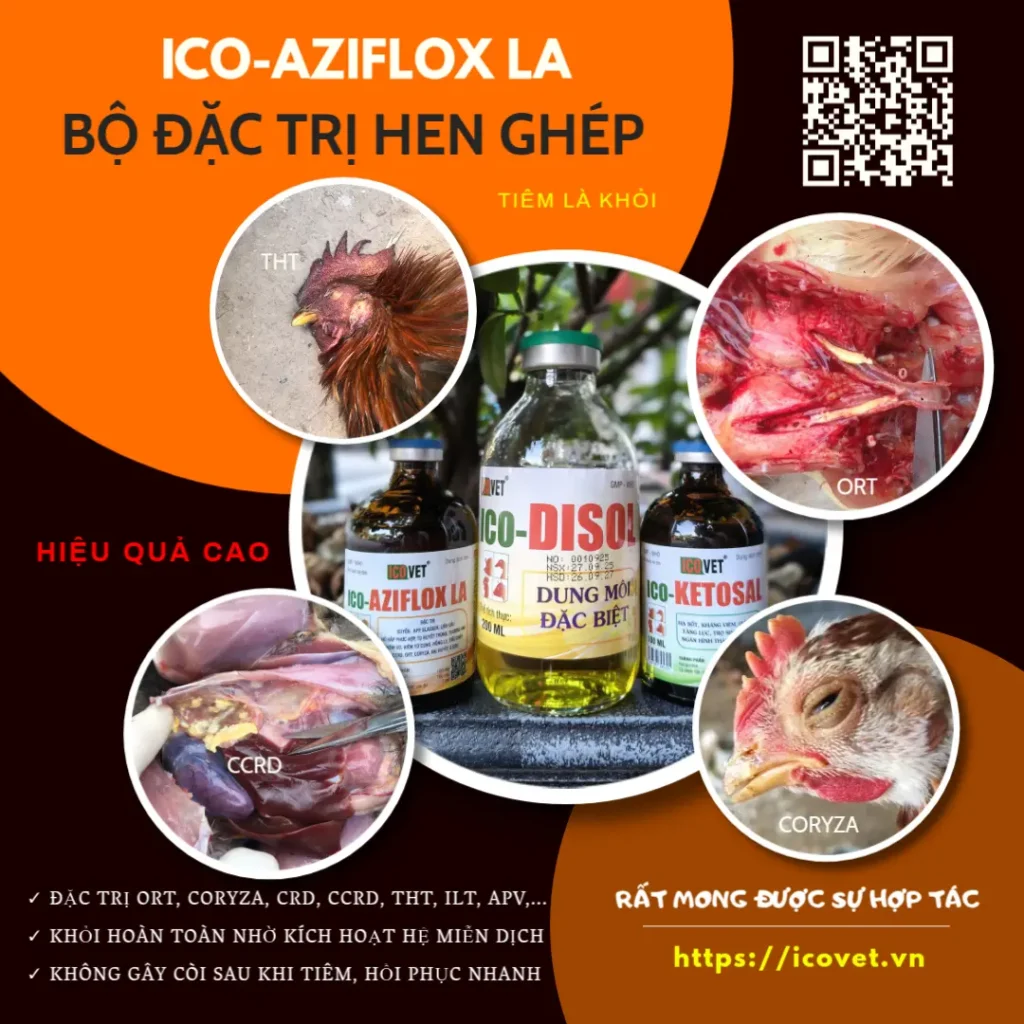 Bộ tiêm đặc tri hen gà ghép ORT, CCRD, Coryza