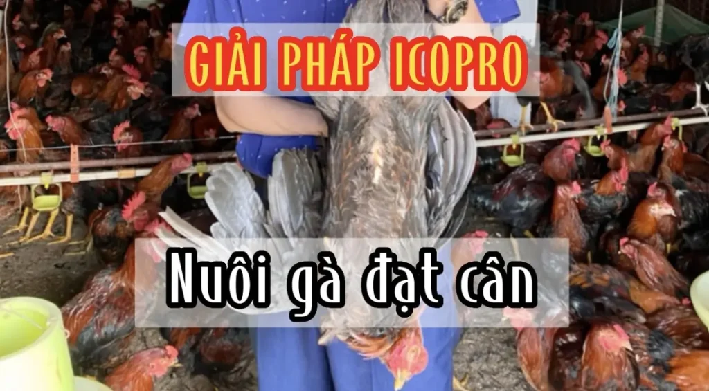 Giải pháp ICOPRO nuôi gà lại chọi