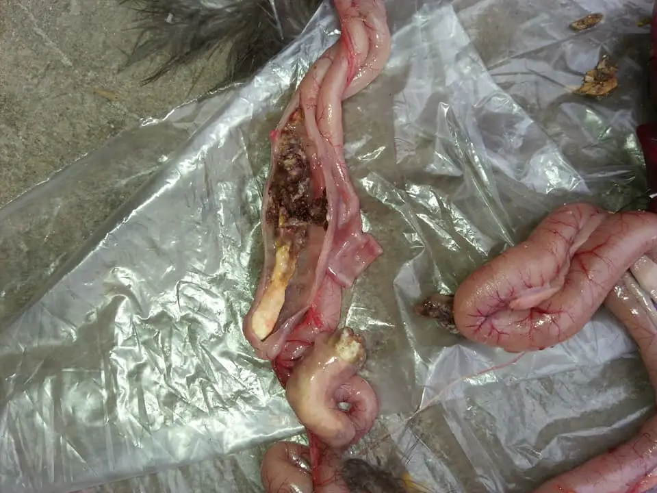 Bệnh đầu đen ở gà