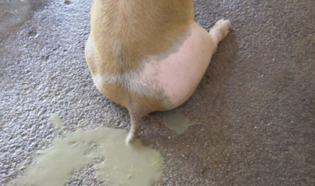 Balantidium coli trên heo