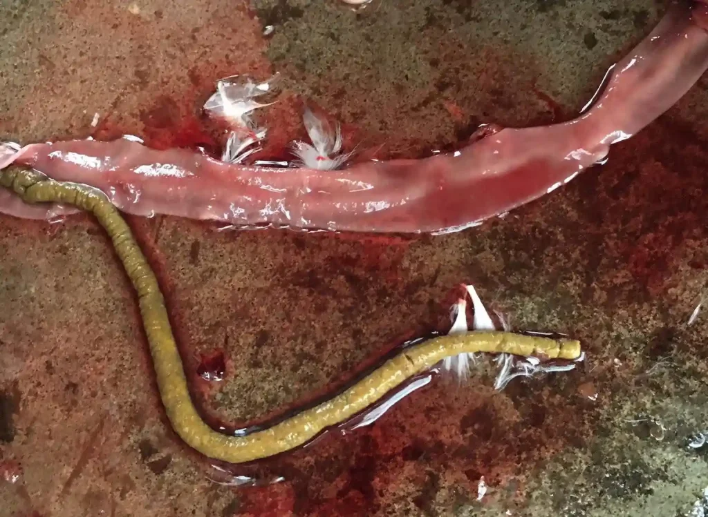 Bệnh đầu đen trên vịt xiêm (ngan)