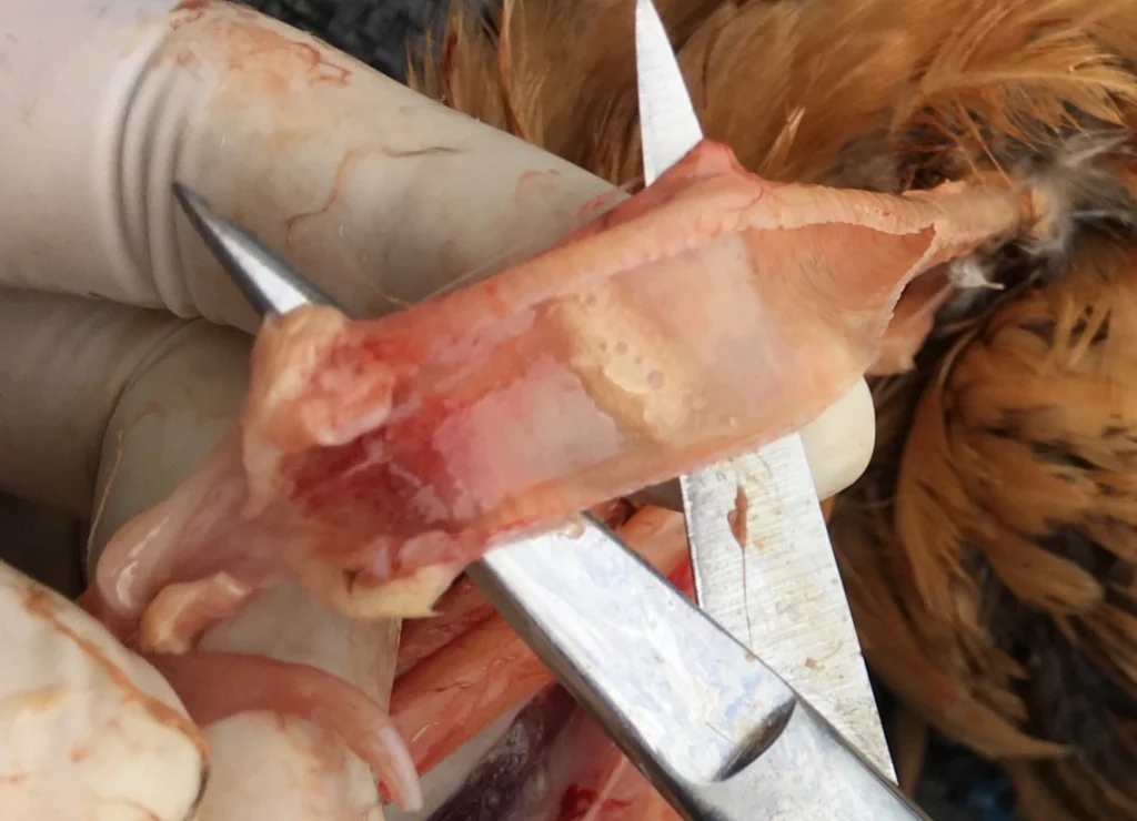 Bệnh ILT trên gà