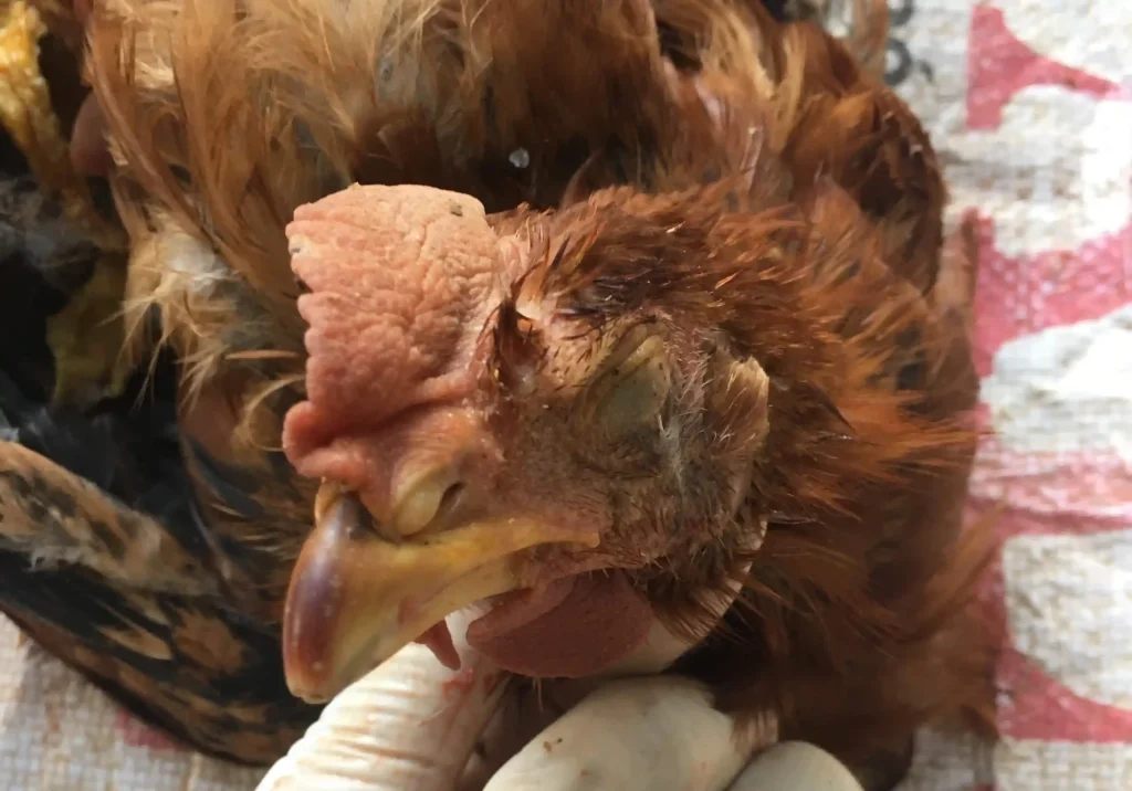 Bệnh ký sinh trùng đường máu ở gà