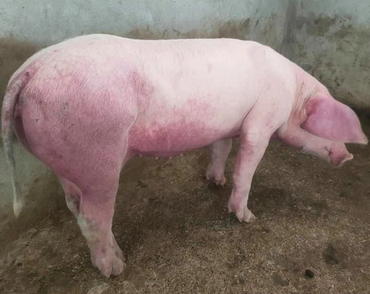 Dịch tả lợn châu phi đến ngày hôm nay