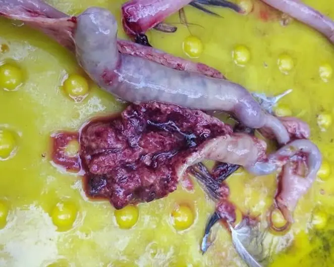 Gà bị cầu trùng