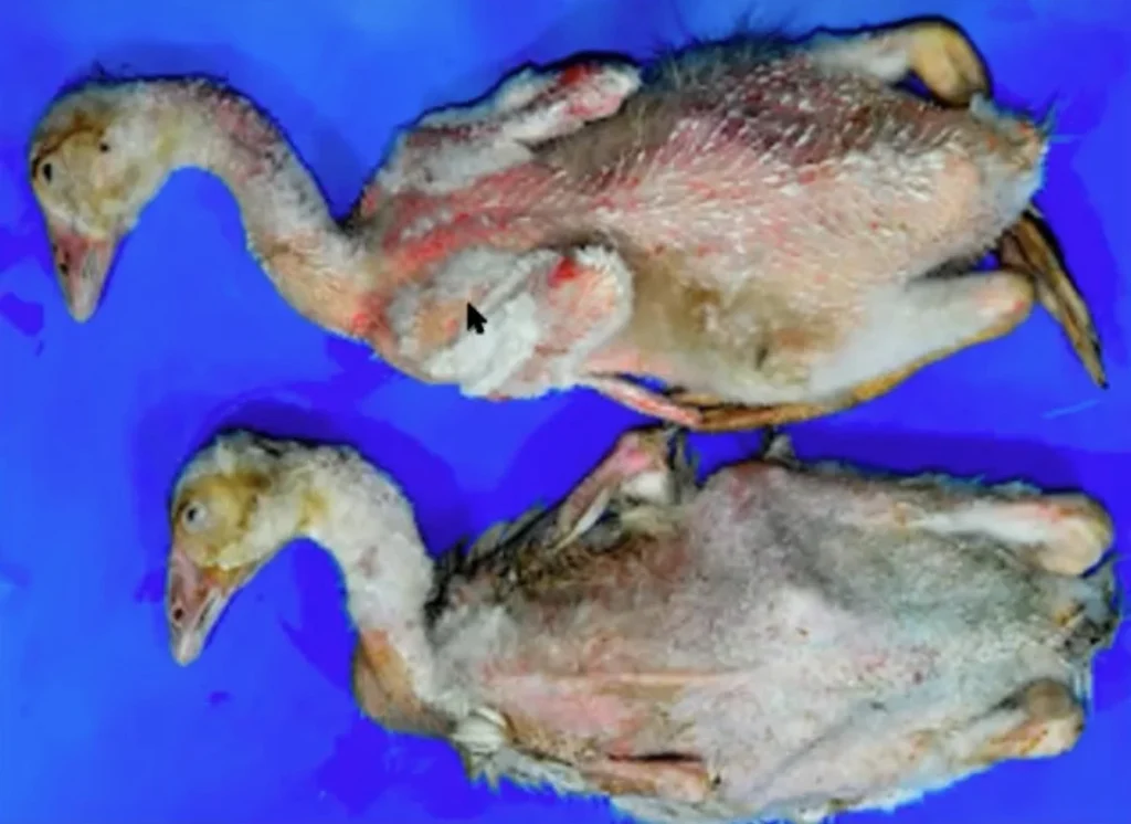 Bệnh Circovirus trên vịt