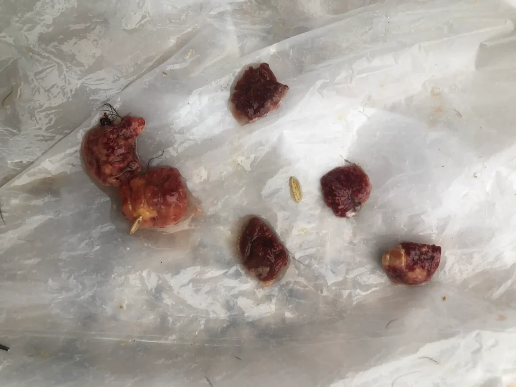 Bệnh nấm phổi ở gà