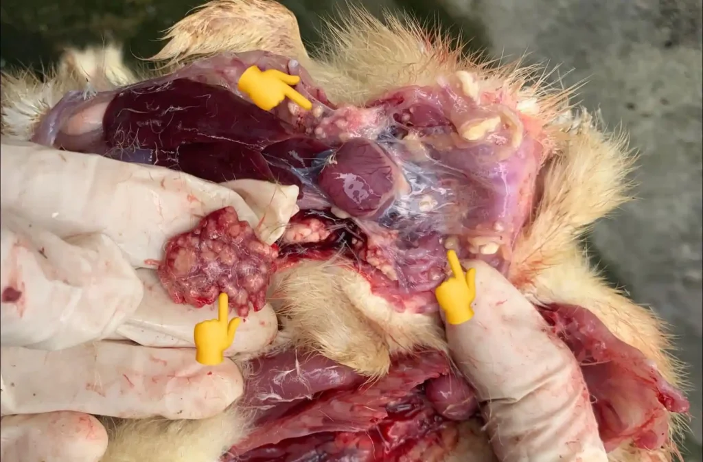 Bệnh nấm phổi trên vịt