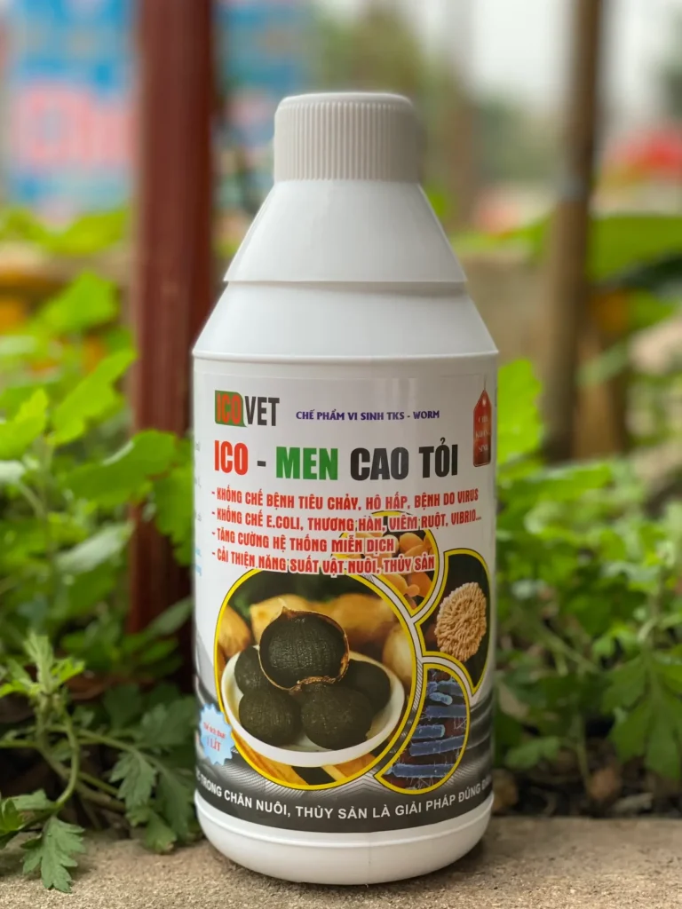 ICO-MEN CAO TỎI