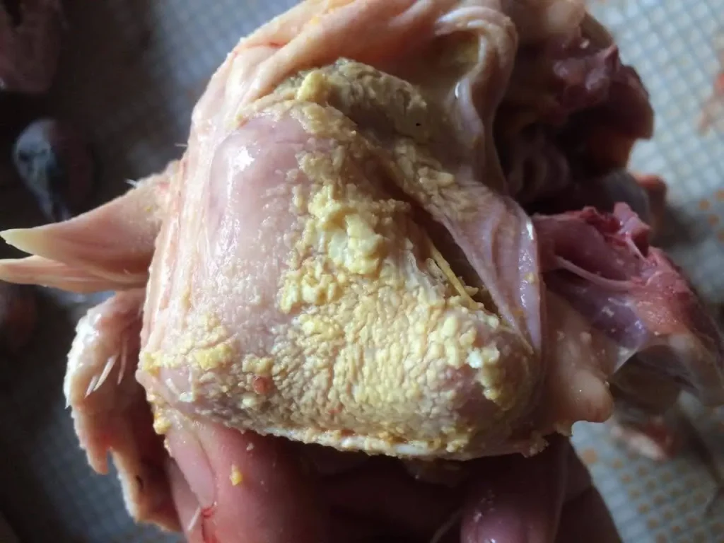 Bệnh nấm ở bồ câu