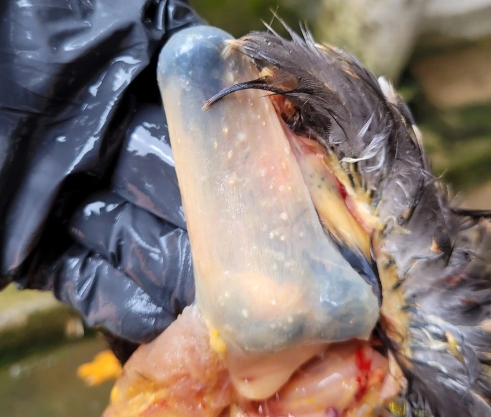 Bệnh nấm diêu ở gà