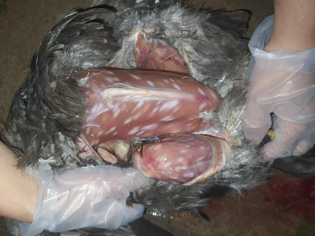 Bệnh sọc trắng