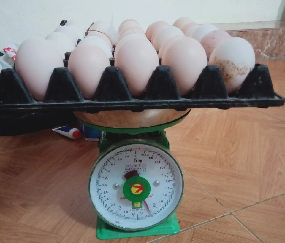 Cân trọng lượn trứng khi dùng siêu kích trứng thảo dược