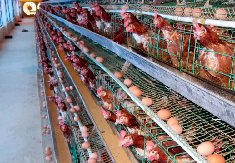 Thuốc kích trứng cho gà