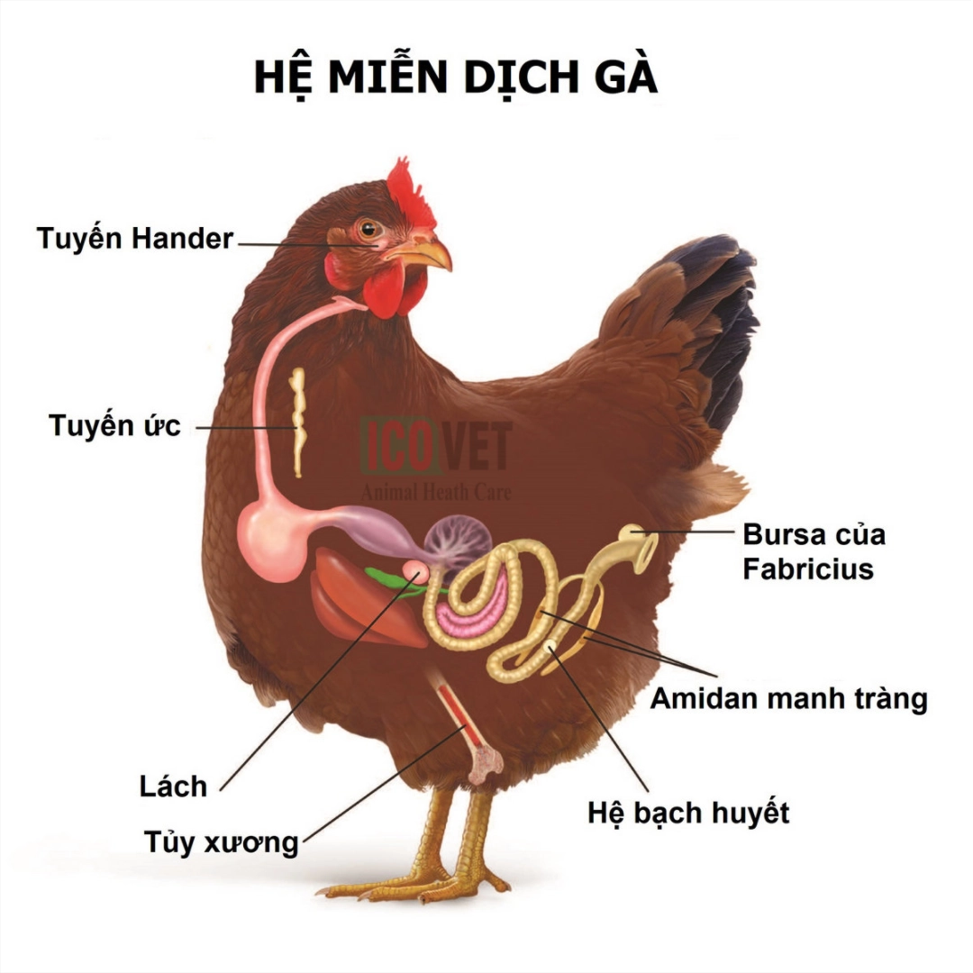 Hệ miễn dịch của gà
