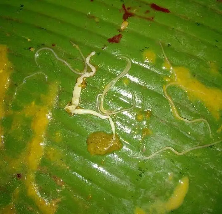 Thuốc tẩy giun sán cho gà