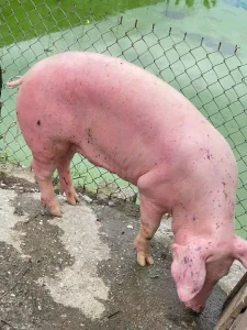 Apigenin ức chế virus dịch tả lợn châu phi